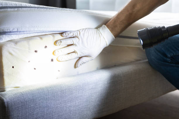Best Pest Prevention Services  in Mission Hills, CA