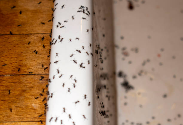 Best Pest Control Near Me in Mission Hills, CA