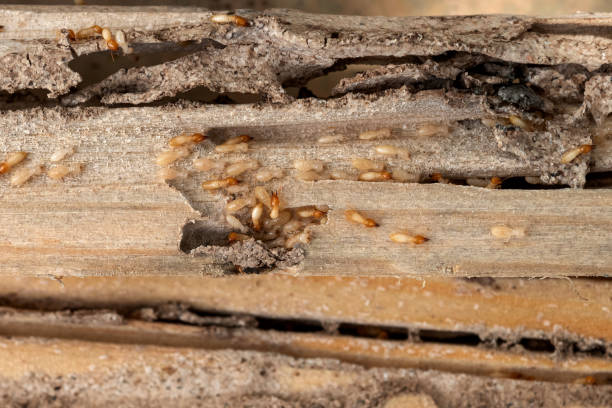 Best Bed Bug Extermination  in Mission Hills, CA